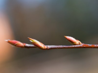 Amalanchier canadensis - muchovník kanadský - pupen